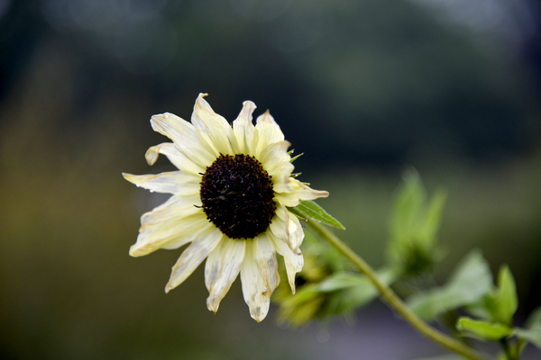 Survivant  by Melissa Lefebvre