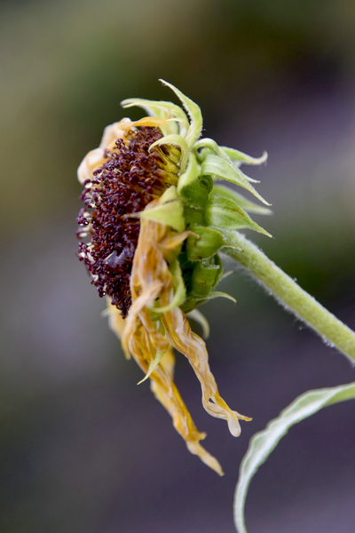Tournesol en fin de vie by Melissa Lefebvre