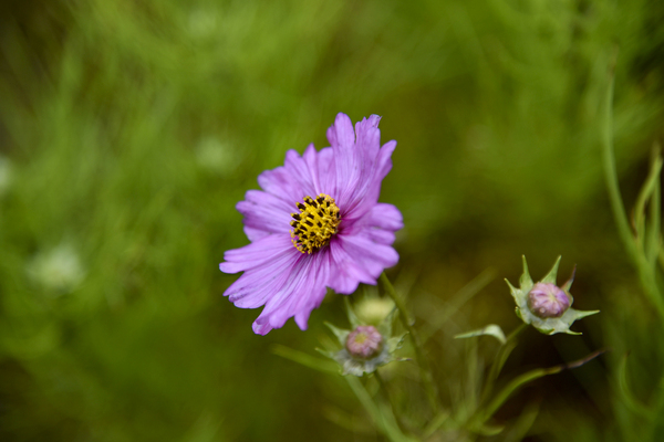 Cosmos solitaire by Melissa Lefebvre