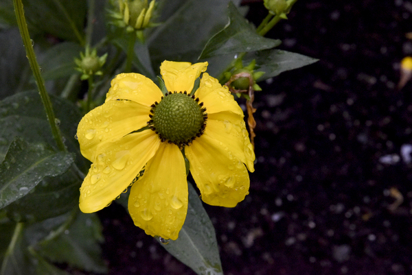Fleurir sous la pluie by Melissa Lefebvre