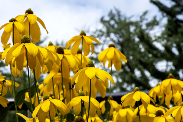 Tournesol en course by Melissa Lefebvre