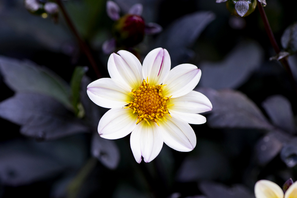 Fleur naturel by Melissa Lefebvre