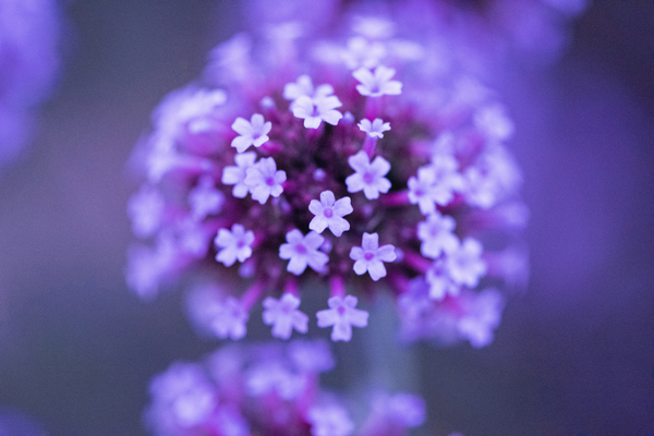 Fleurs mauve verveine macro by Melissa Lefebvre