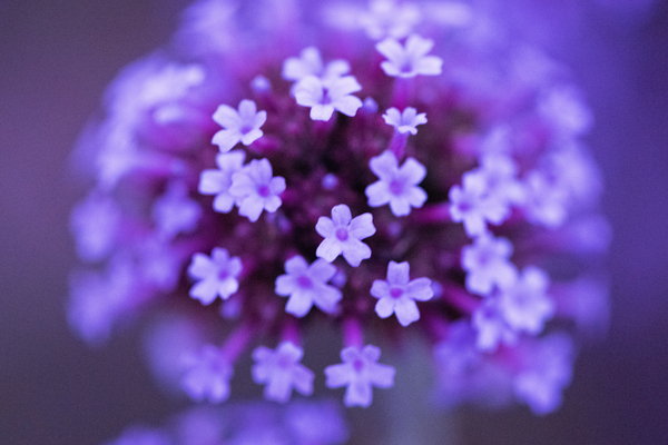 Macro fleur verveine by Melissa Lefebvre