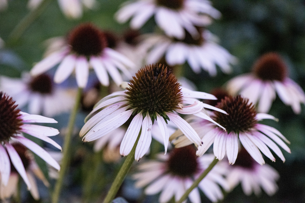 Echinace macro by Melissa Lefebvre