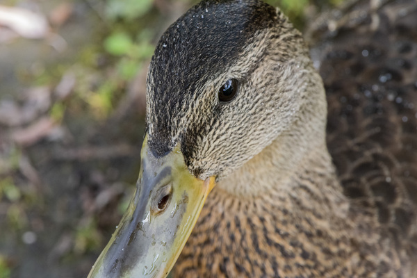 canard macro by Melissa Lefebvre
