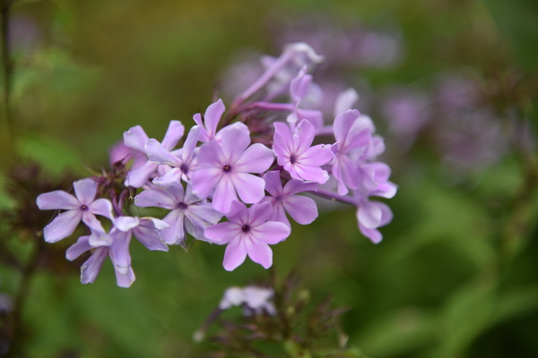 Lilas macro by Melissa Lefebvre