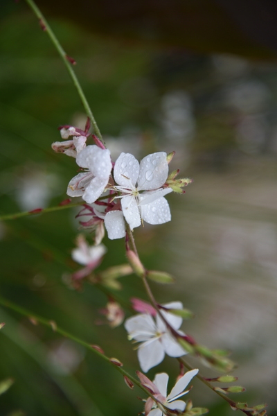 Gaura by Melissa Lefebvre