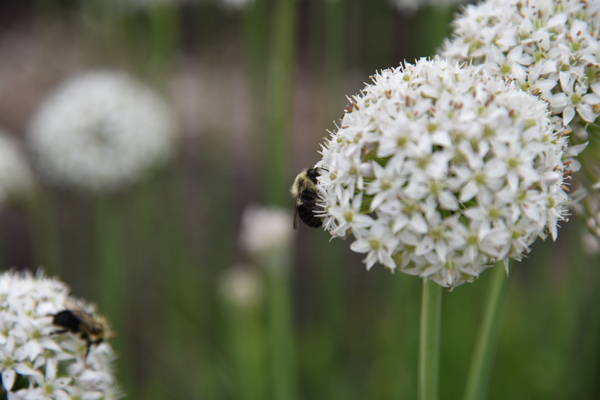 outside 00052 8 by Melissa Lefebvre