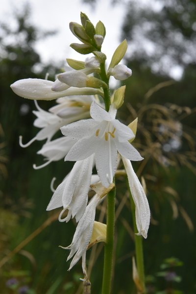 Fleur Blanche by Melissa Lefebvre