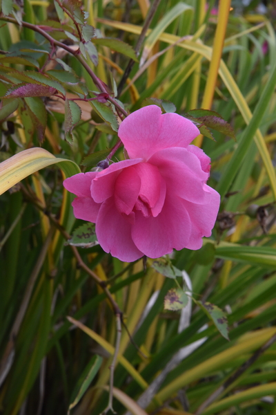 Rose dautomne survivante by Melissa Lefebvre