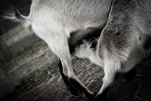 Chevreau qui mange by Melissa Lefebvre