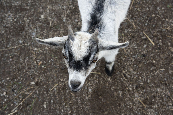 Bebe chevre by Melissa Lefebvre