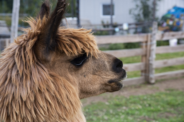 Alpaga relaxe by Melissa Lefebvre