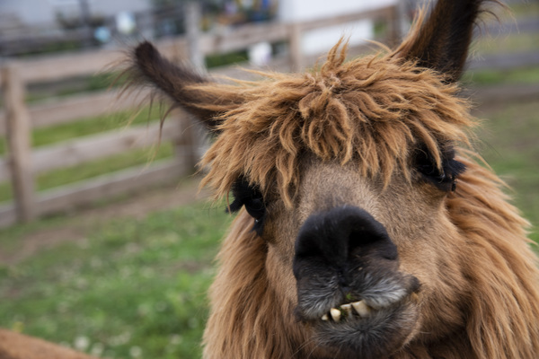 Coucou mon amie    by Melissa Lefebvre