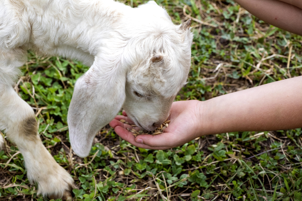 Chevre a la ferme Print