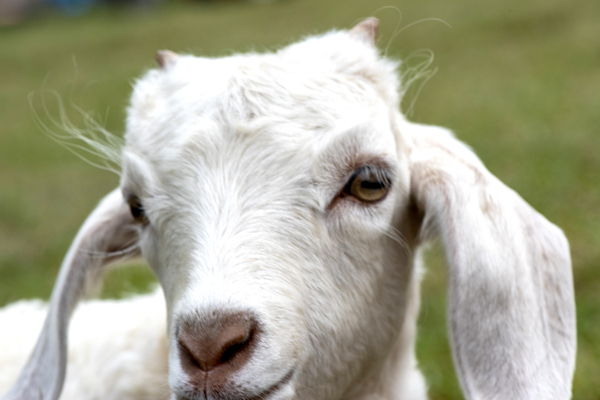 Chevre blance de M. Seguin  by Melissa Lefebvre