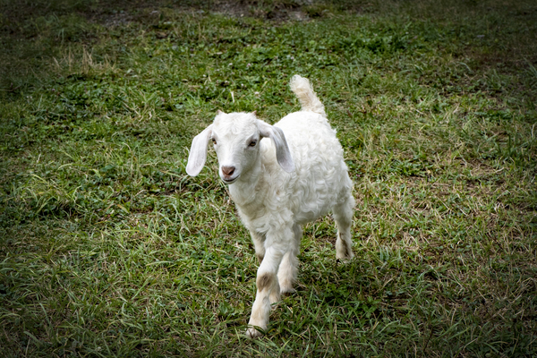 Chevreau en balade by Melissa Lefebvre