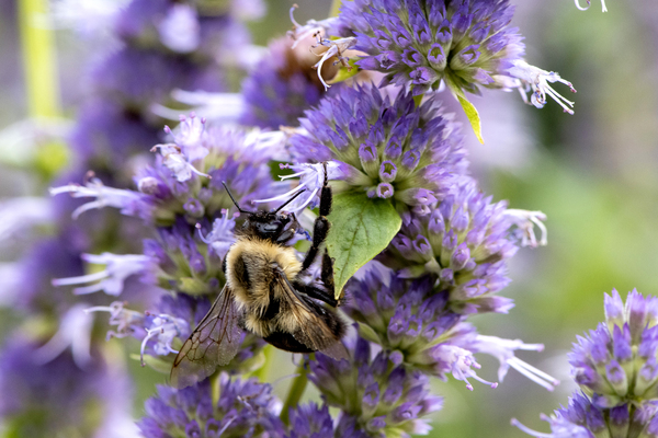  Lavender Feast: Bee on Lavender Flowers Macro Shot Print