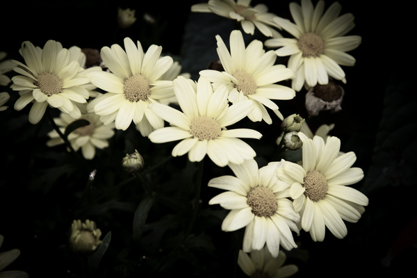 Fleurs desaturer  by Melissa Lefebvre