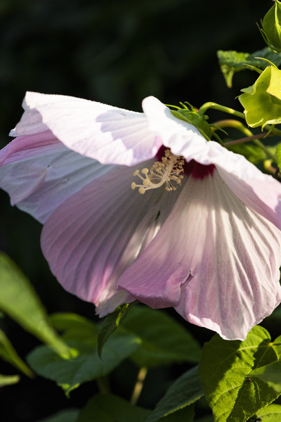 Hibiscus rose by Melissa Lefebvre