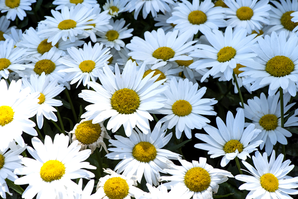 Purete florale : Leclat dun tapis de marguerites blanche by Melissa Lefebvre