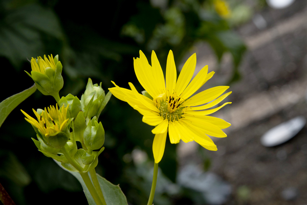 Eclat solaire : Le tournesol en macro une explosion de couleurs by Melissa Lefebvre