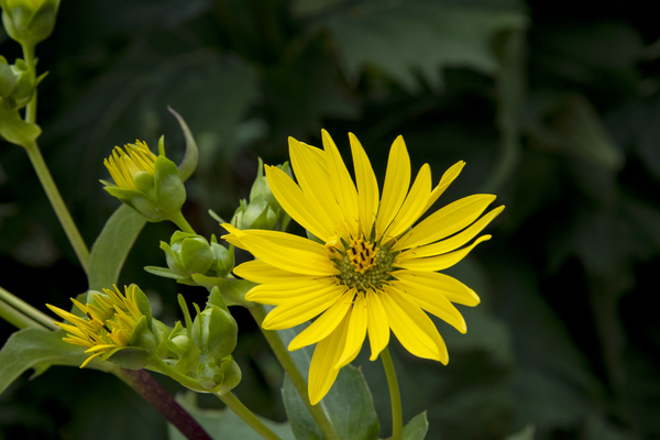 Nature capturee de pres : Lepanouissement dun tournesol en macro by Melissa Lefebvre