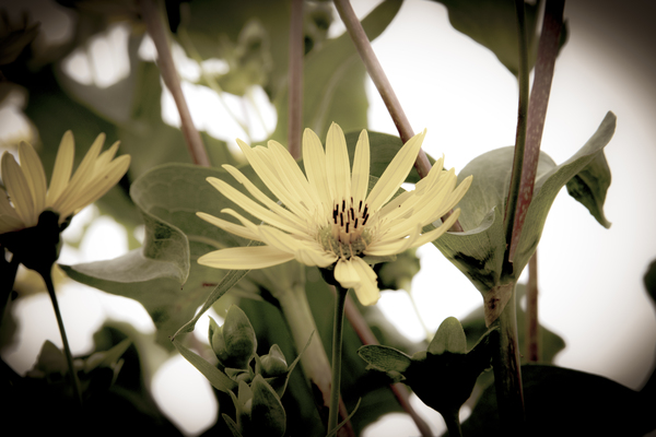 Nature reinventee : Decouvrez le tournesol en macro desature  by Melissa Lefebvre