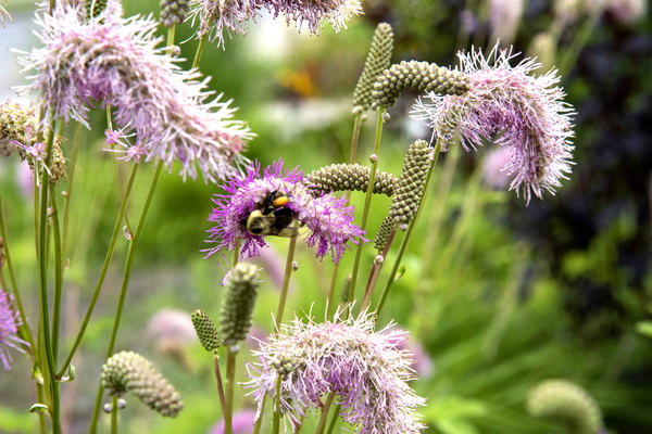 Magie de la nature : Decouvrez linstant capture de labeille sur la fleur eponge. by Melissa Lefebvre