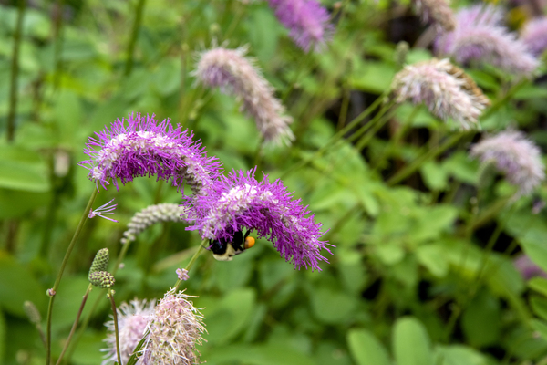 Immersion sauvage : Un champ de Sanguisorba obtusa une mer de beaute naturelle by Melissa Lefebvre