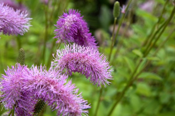 Fleurs eponge: Lelegance saisissante en macro by Melissa Lefebvre