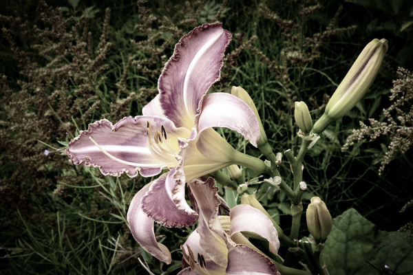 Desaturated Elegance: Lys Photograph Print