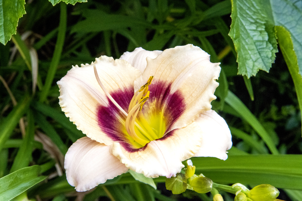 Elegance florale : Lys blanc captivant entoure de feuillus verdoyants  Imprimer