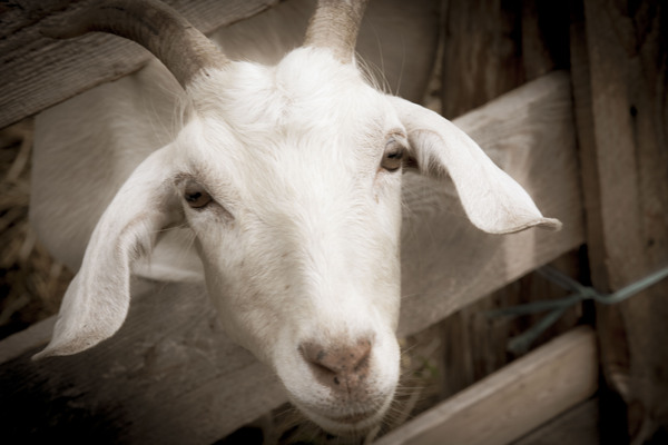 Chevre et desepoire sepia by Melissa Lefebvre