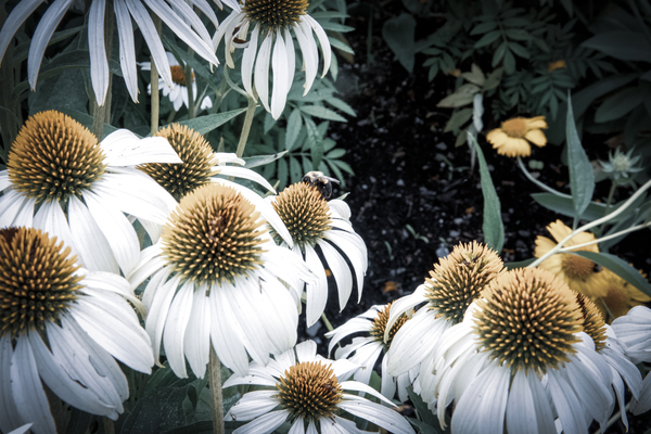 Splendeur botanique : Champs de fleurs dEchinace capture en macro avec une touche de desaturation by Melissa Lefebvre