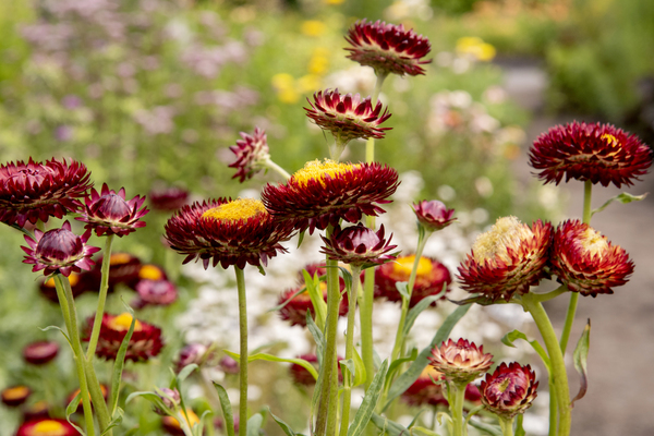 Eclat immortel : Limmortelle rouge entouree de verdure une image captivante by Melissa Lefebvre