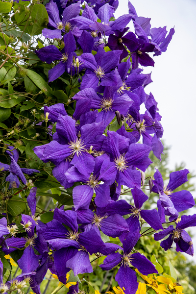 Grappe de clematis by Melissa Lefebvre