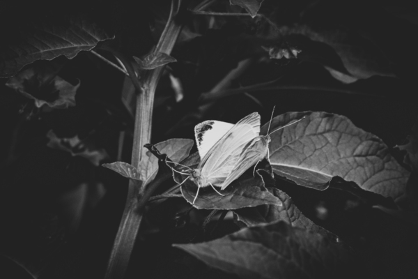 Monochrome Intimacy: Mating Butterflies in Black and White by Melissa Lefebvre