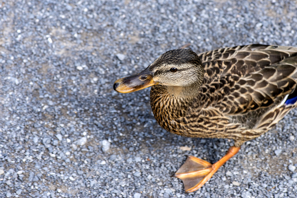 Canard perdu  by Melissa Lefebvre