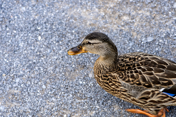 Canard en ville by Melissa Lefebvre