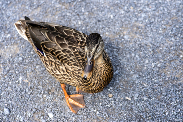 Canard au soleil   by Melissa Lefebvre