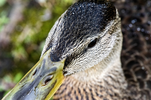 Jolie petit canard du Quebec by Melissa Lefebvre