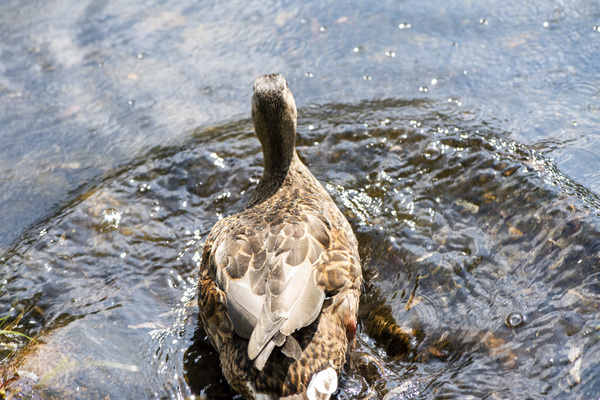  Canard qui joue dans leau by Melissa Lefebvre