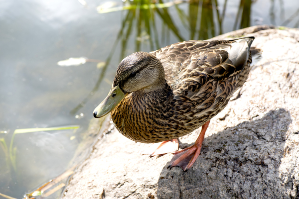 Canard du Quebec by Melissa Lefebvre