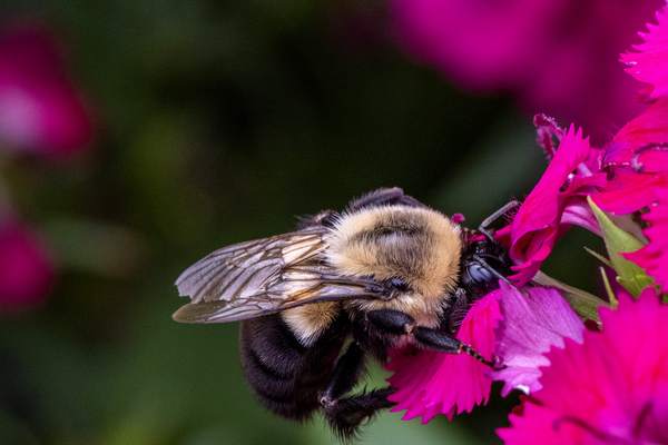Abeille dans les fleurs by Melissa Lefebvre