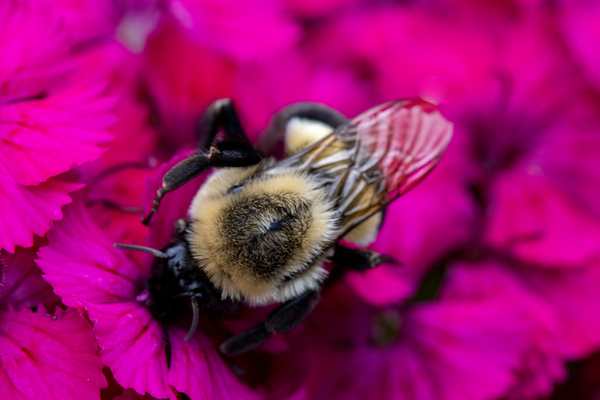 Macro abeille 3 by Melissa Lefebvre