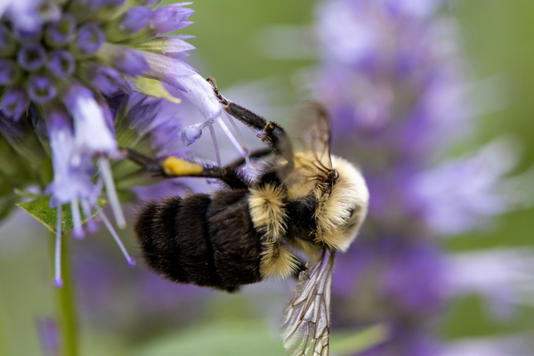 Abeille macro by Melissa Lefebvre