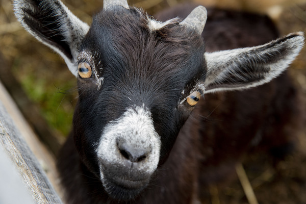 Chevre macro by Melissa Lefebvre