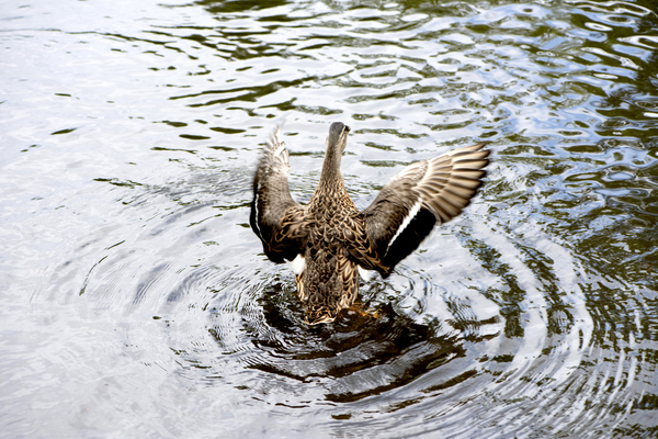 Canard envol by Melissa Lefebvre
